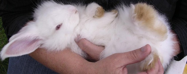 Kaninchen-Impftage im März